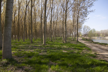 paesaggio padano del mantovano col la coltivazione di pioppi