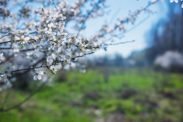 Spring landscape with flowering trees, meadow and country road