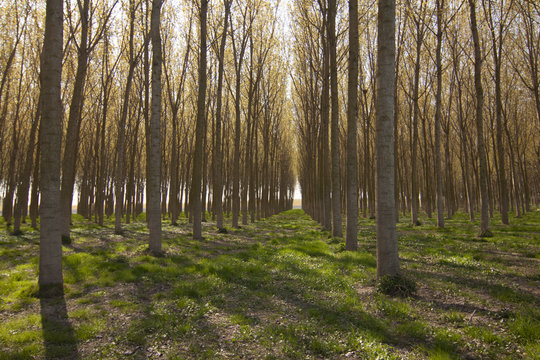 paesaggio padano del mantovano col la coltivazione di pioppi