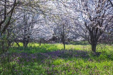 Spring landscape with flowering trees, meadow and country road