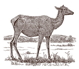 Female elk or wapiti (cervus canadensis) in side view, standing in a landscape. Illustration after a historical engraving from the 19th century