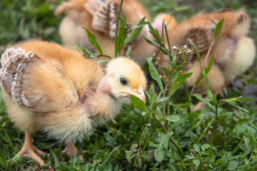 yellow chicks on a grass field or lawn for a design and decoration concept
