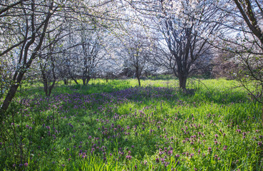Spring landscape with flowering trees, meadow and country road