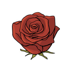 hand drawn rose flower. floral design element
