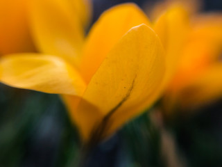 Obraz premium first spring yellow flowers macro photography, selective focus, mobile photography