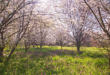 Plakat Spring landscape with flowering trees, meadow and country road
