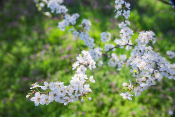 Spring landscape with flowering trees, meadow and country road