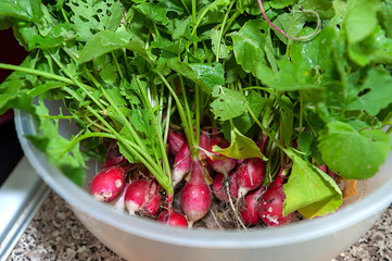 Radish - organic food - vegetable