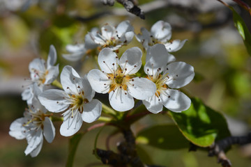Obraz na płótnie Canvas white flowers of pear tree