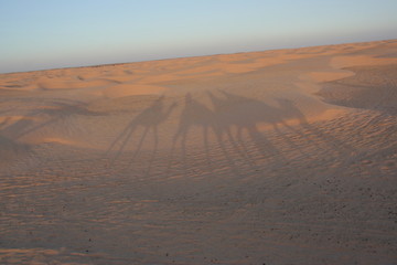 Fototapeta na wymiar Schatten von Kamelen auf Sandddünen in der Sahara Abendsonne