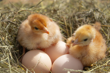 Closeup of yellow chickens in the nest, yellow little chickens, fresh egg in the nest on the farm. Poultry farming.