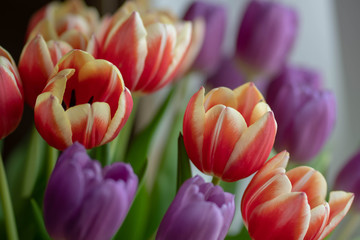 Tulip flower bunch