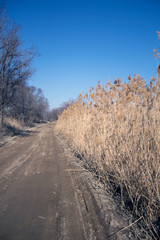 a dry reeds against a piercing blue sky to the right of the country road and trees without foliage in early spring