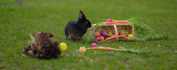 Easter Black bunny on the grass with Easter basket