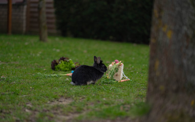 Easter Black bunny on the grass with Easter basket