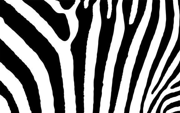 Zebra Animal Print Vektor Grafik