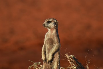 wachsames Erdmännchen (suricata suricatta) in der Kalahari (Namibia)