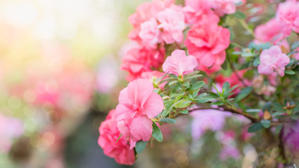Assortment of blooming azaleas rhododendrons in flower pots in old greenhouse.