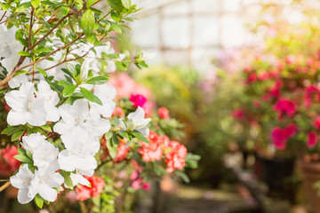 Assortment of blooming azaleas rhododendrons in flower pots in old greenhouse.