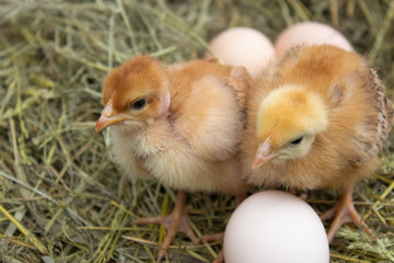 beautiful little chicken, eggs and eggshell in nest. Newborn chicks on chicken farm.