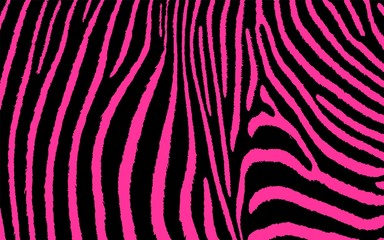 Zebra Animal Print Colored