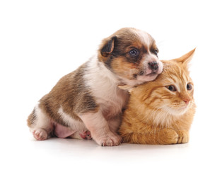 Obraz premium Cat and dog.