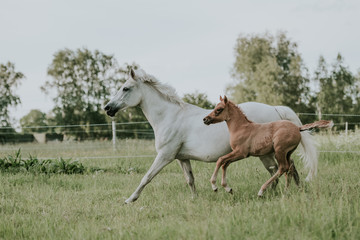 Pferde Ponyfohlen mit Schimmelstute