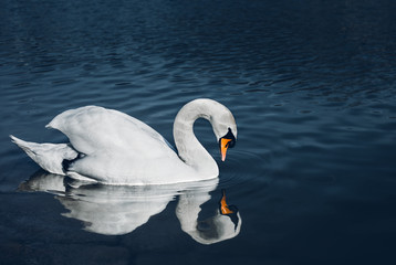 Close up portrait of Swan on the river looking on herself in water reflection on sunset. Illuminated and beautiful Swan posing on dark and crystal blue river (lake). Deep photo style of a white swan. © Matt Benzero