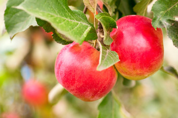 Crisp red apple on a branch. Red apples closeup. Tree branch detail. Concept of growing an industrial apple orchard