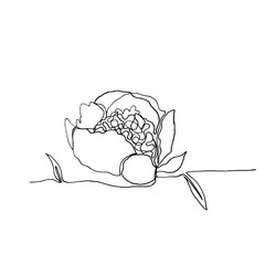 Hand drawn minimalistic peony flower, one single continuous black line simple drawing.