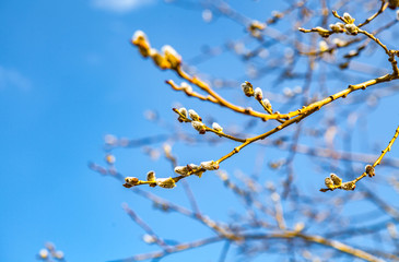 Spring landscape with flowering branches of willow against the blue sky