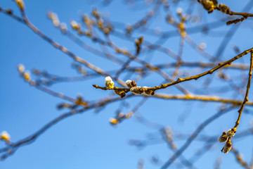 Spring landscape with flowering branches of willow against the blue sky