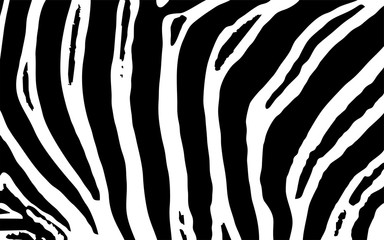 Zebra Animal Print Vektor Grafik