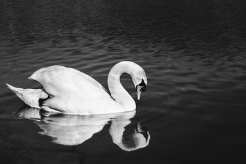 Close up portrait of Swan on the river looking on herself in water reflection on sunset. Illuminated and beautiful Swan posing on dark and crystal river (lake). Black and white photo of swan in park.