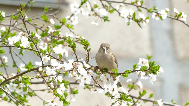 Bird plucks flowers from the tree and eats