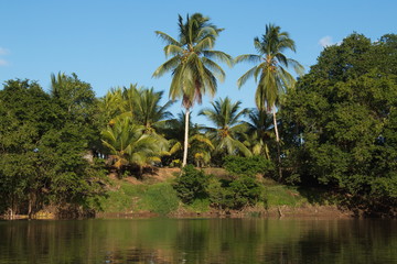 Fototapeta na wymiar Big trees at the shore of Rio San Carlos near Boca Tapada in Costa Rica