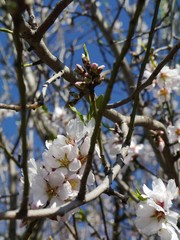 Mandelblüte in der Sonne