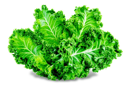 Fresh Kale Bunch On A White Background