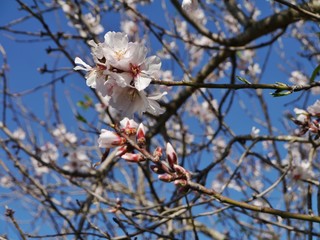 Weiße Mandelblüte