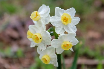 Naklejka na ściany i meble closeup of miniature daffodil Tazetta variety, selective focus on flower