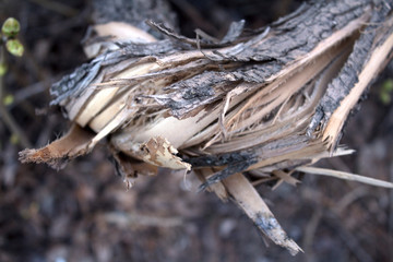 a broken tree branch to increase