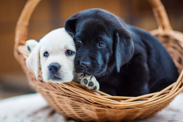 cute little puppies
