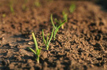 Image - Close up photo of young and small onions in rows. Onion plants growing in the clay soil in springtime on sunset. Onion is growing in the dark brown soil - beautiful blurred background