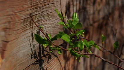 the green line leaves from the old wooden walls