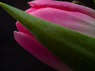 Still Life Tulip isolated on black background