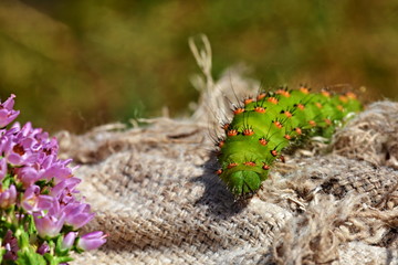 Saturnia pavonia - Night butterfly larva