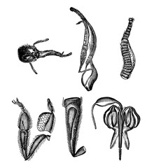 Vintage Vector Drawing or Antique Engraving Illustration of Bee or Honeybee Anatomy Body Parts