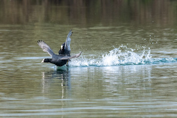 Coots (fulica atra) showing aggressive fighting territorial behaviour in early spring
