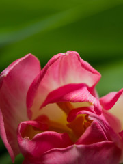 Still Life Tulip isolated on green background