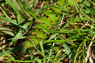 Saturnia pavonia - Night butterfly larva